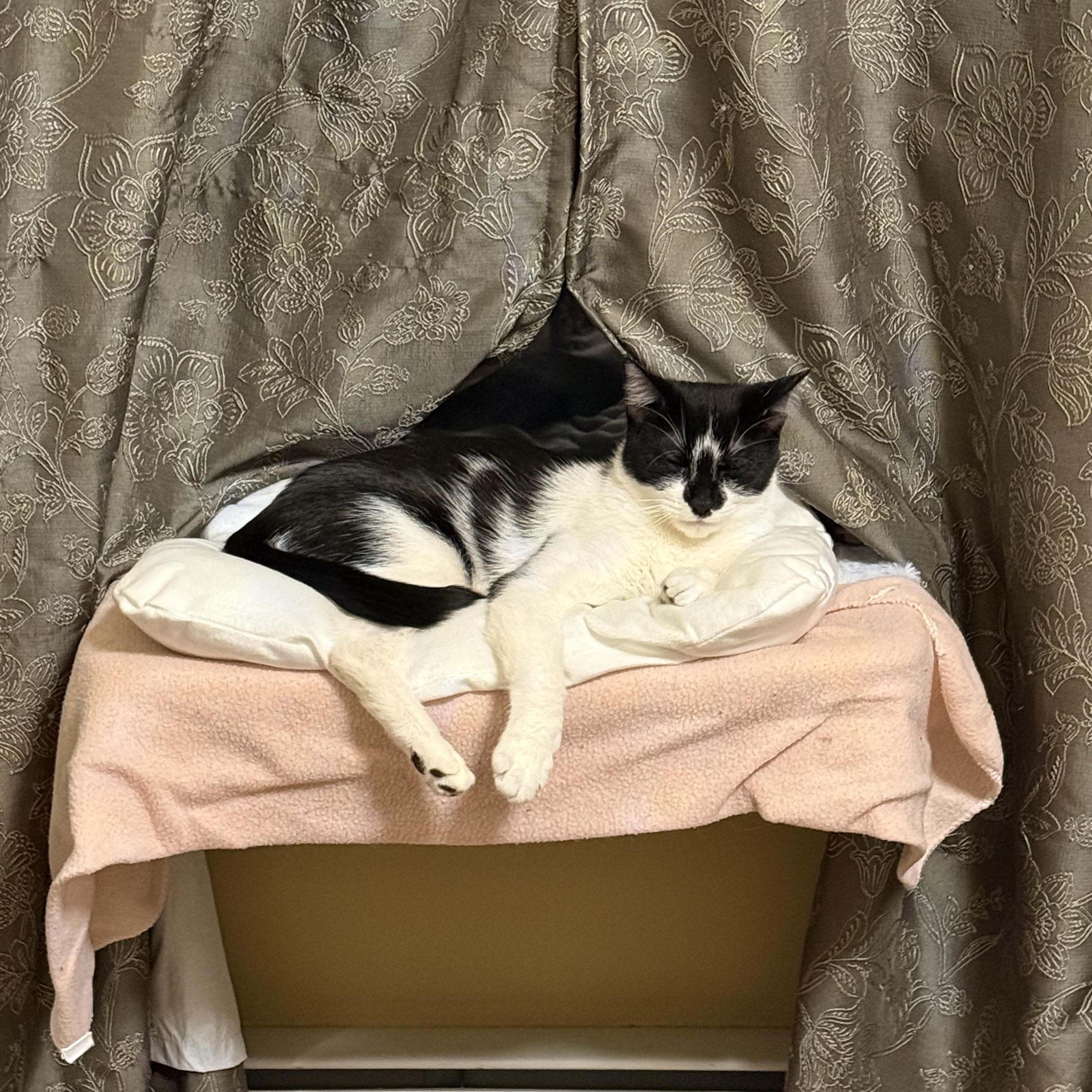 Fresa, an adoptable Tuxedo in Wanaque, NJ image 4/5