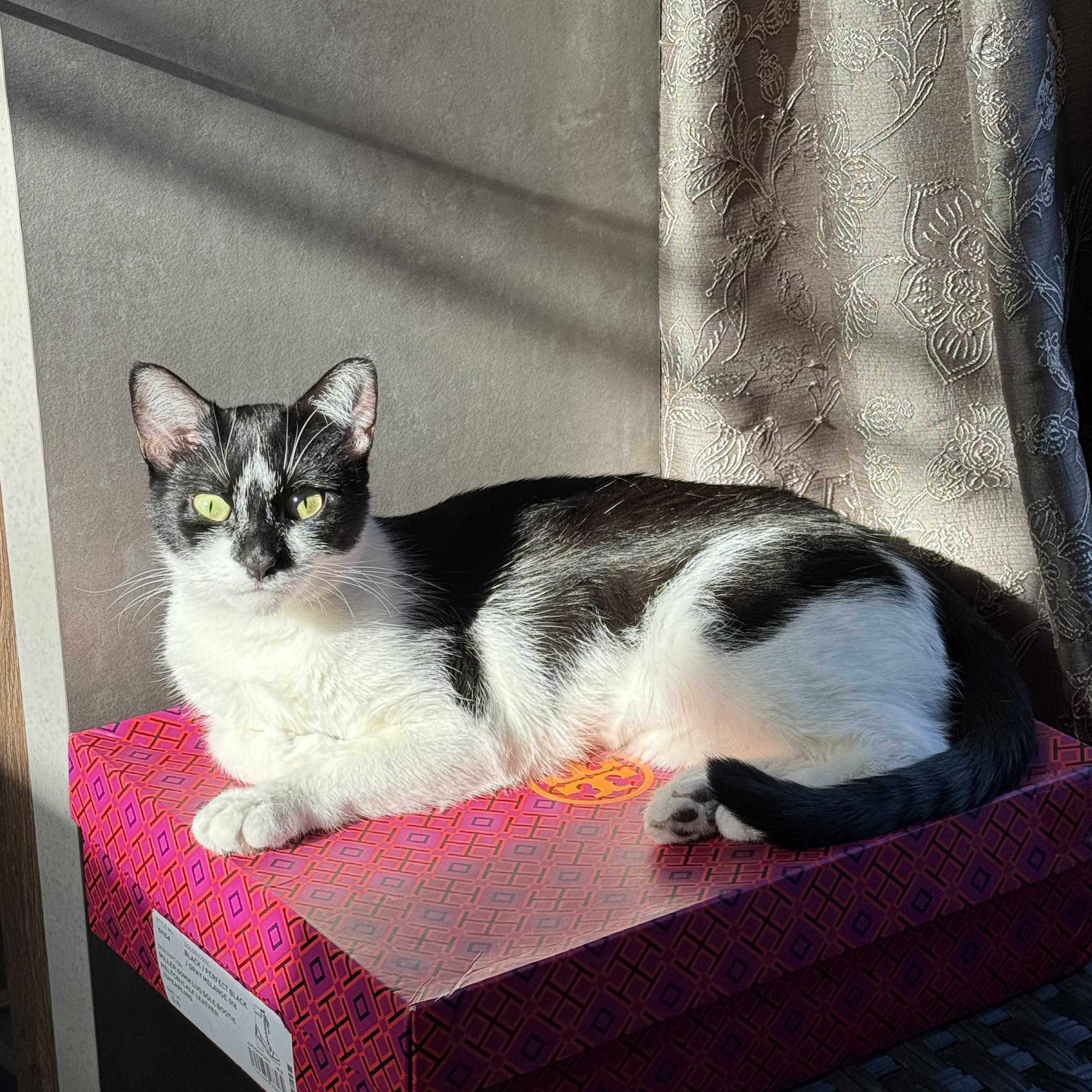 Fresa, an adoptable Tuxedo in Wanaque, NJ image 5/5