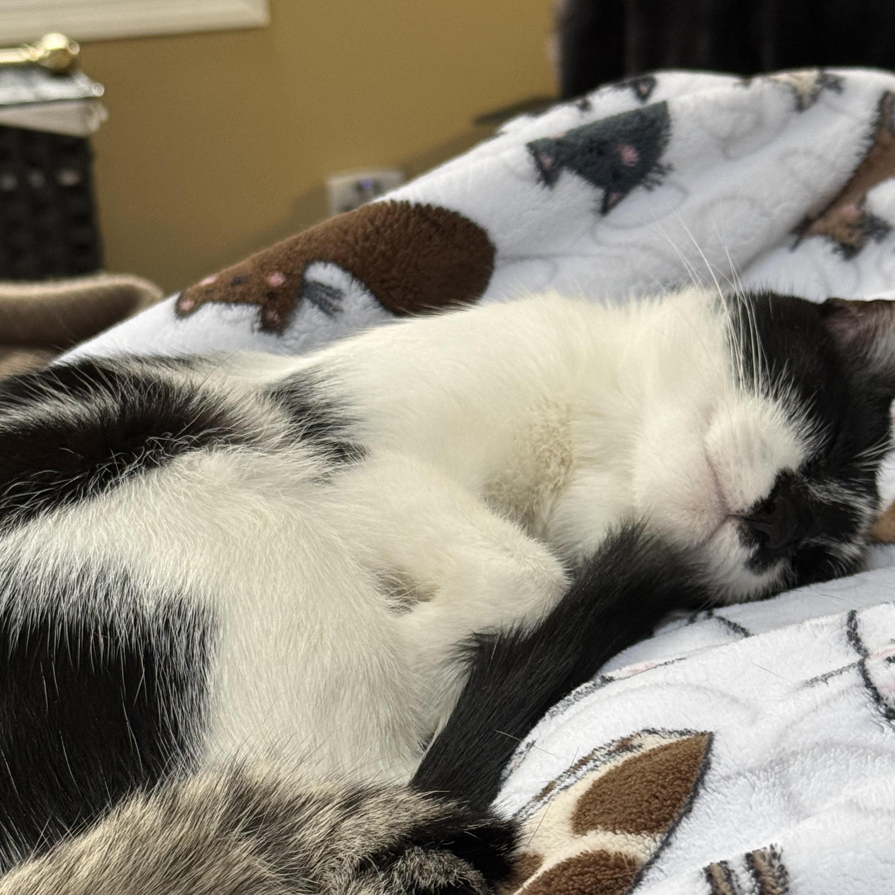 Fresa, an adoptable Tuxedo in Wanaque, NJ image 3/5