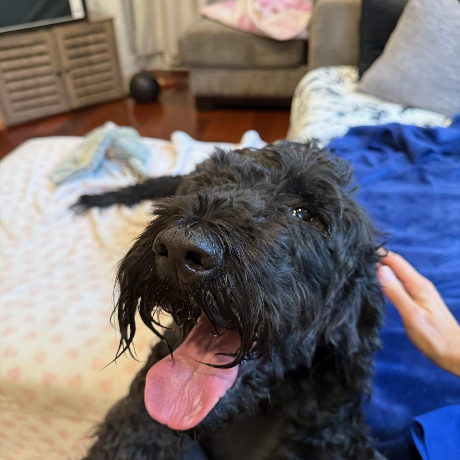 Enlarge Buddy, a Adoptable Goldendoodle in Clark, NJ image 2/5