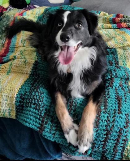 Enlarge Onyx, a Adoptable mixed breed in Gwinn, MI image 1/3