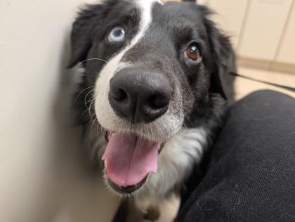 Enlarge Onyx, a Adoptable mixed breed in Gwinn, MI image 3/3