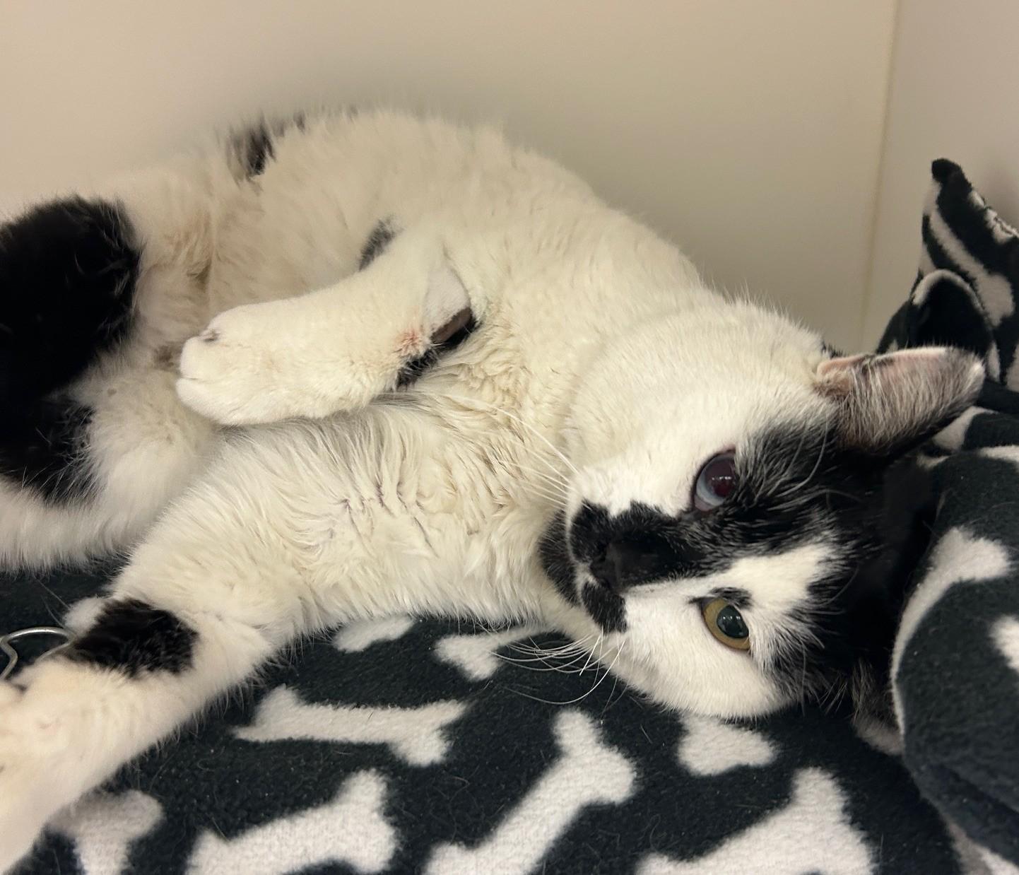 Cipher, an adopted Domestic Short Hair in Willmar, MN image 2/5