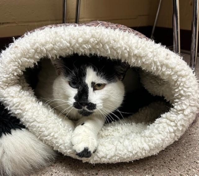 Cipher, an adopted Domestic Short Hair in Willmar, MN image 1/5