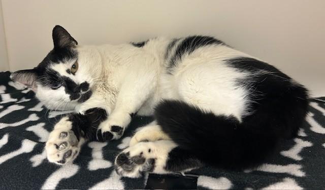 Cipher, an adopted Domestic Short Hair in Willmar, MN image 4/5