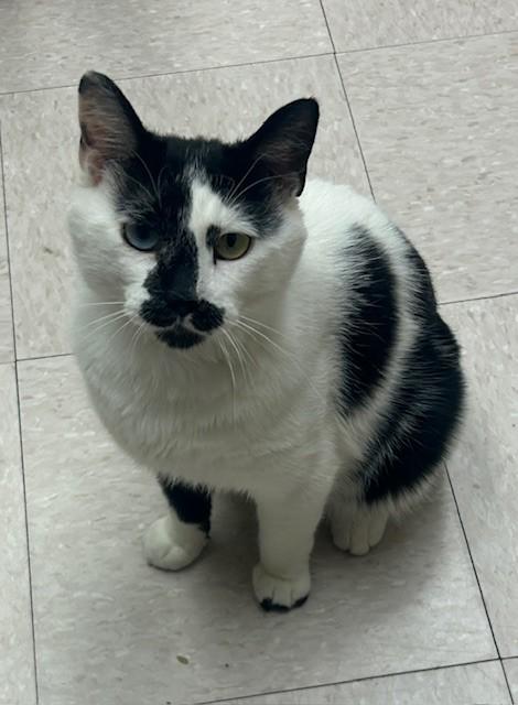 Cipher, an adopted Domestic Short Hair in Willmar, MN image 3/5