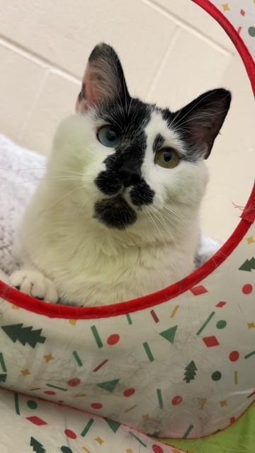 Cipher, an adopted Domestic Short Hair in Willmar, MN image 5/5