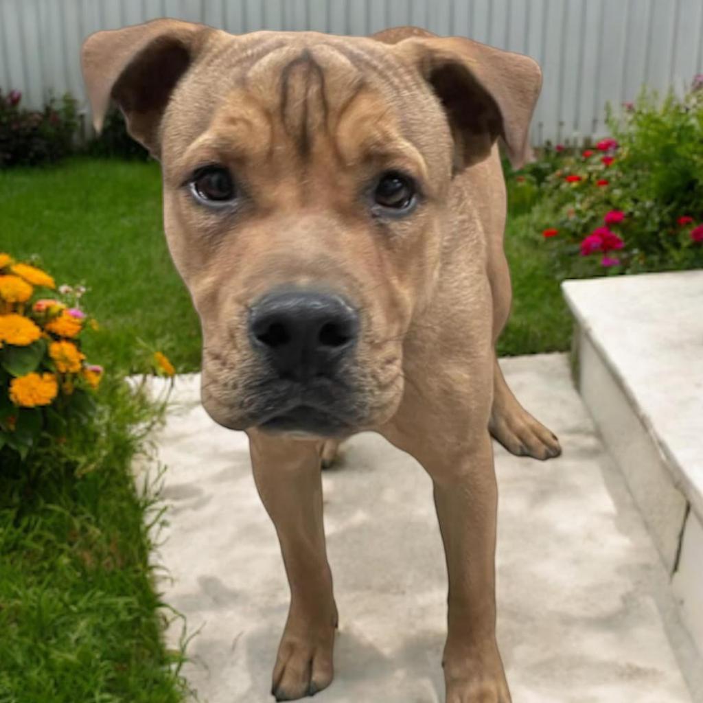 Yogi, Adoptable, Adult Male Mixed Breed.