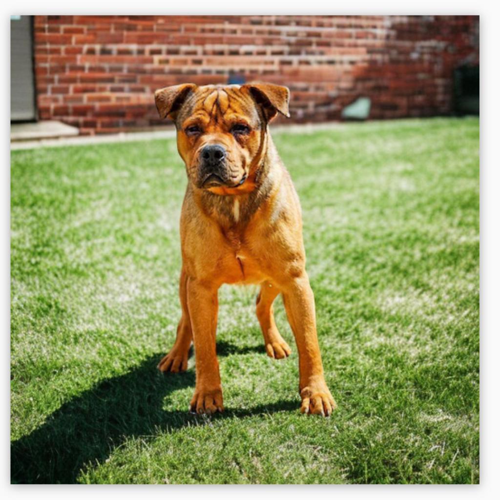 Yogi, a Adoptable Mixed Breed in Hemet, CA image 2/3