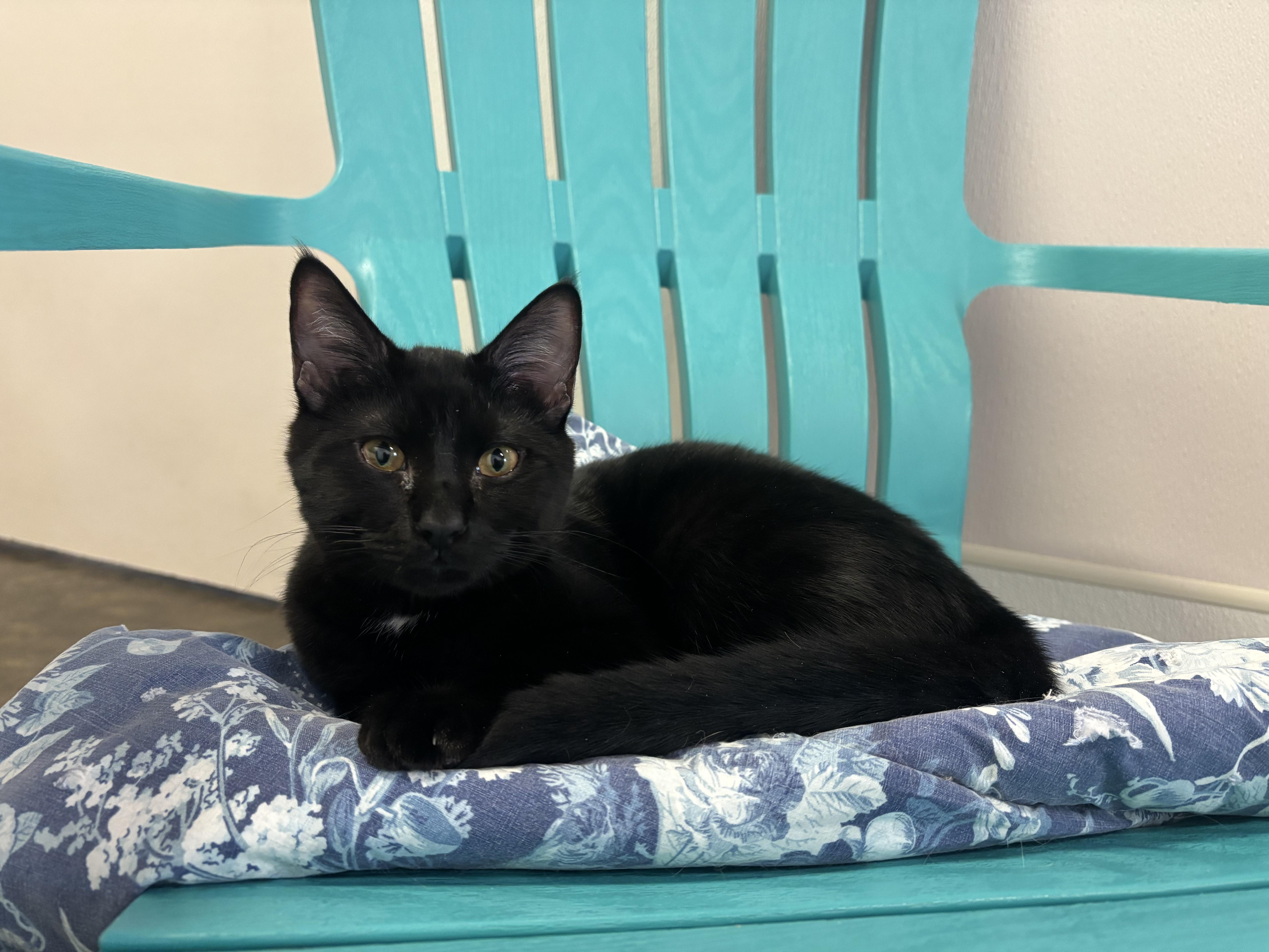 Patch, a Adoptable Domestic Short Hair in Salisbury, NC image 4/5