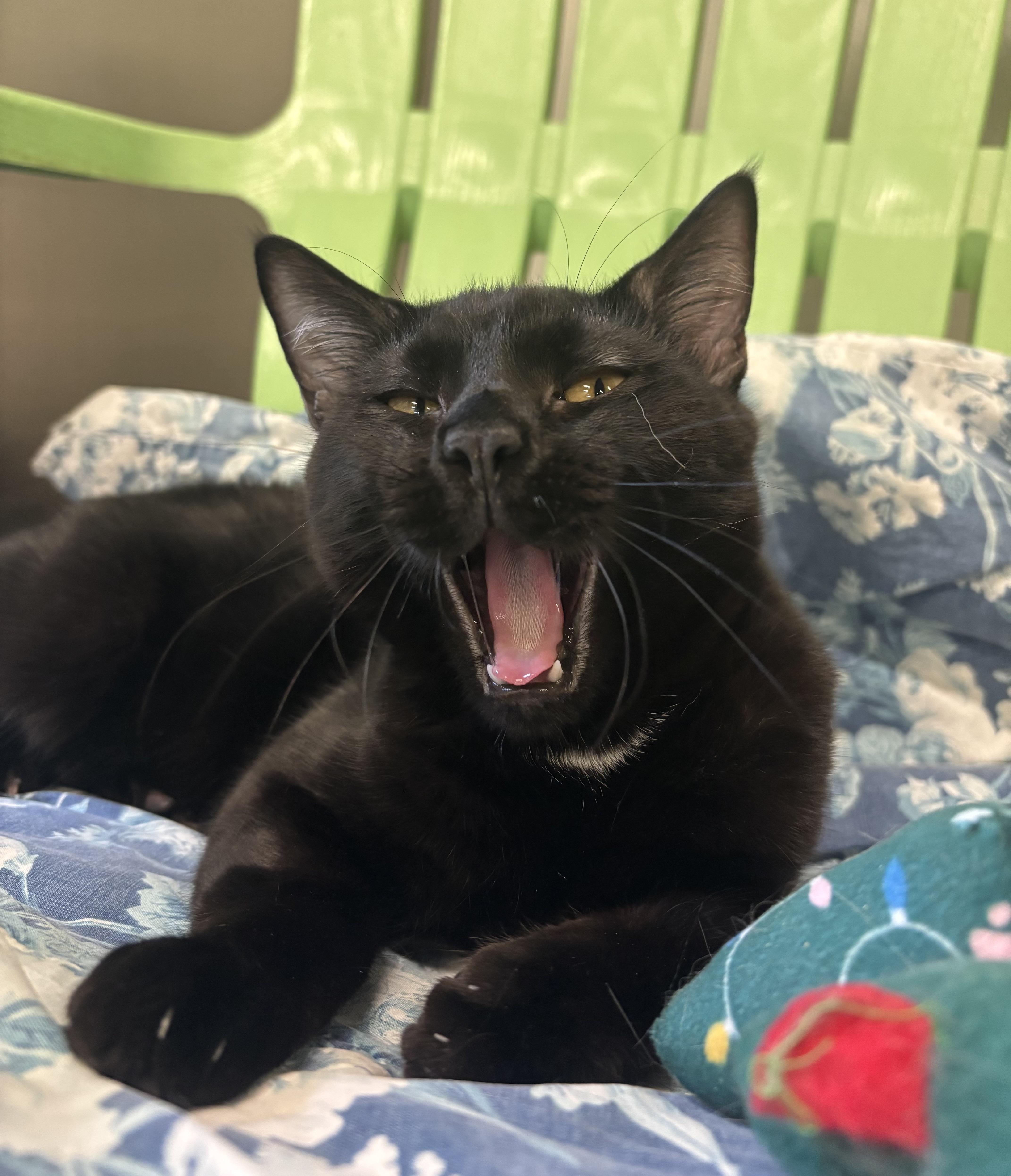 Patch, Adoptable, Young Male Domestic Short Hair.