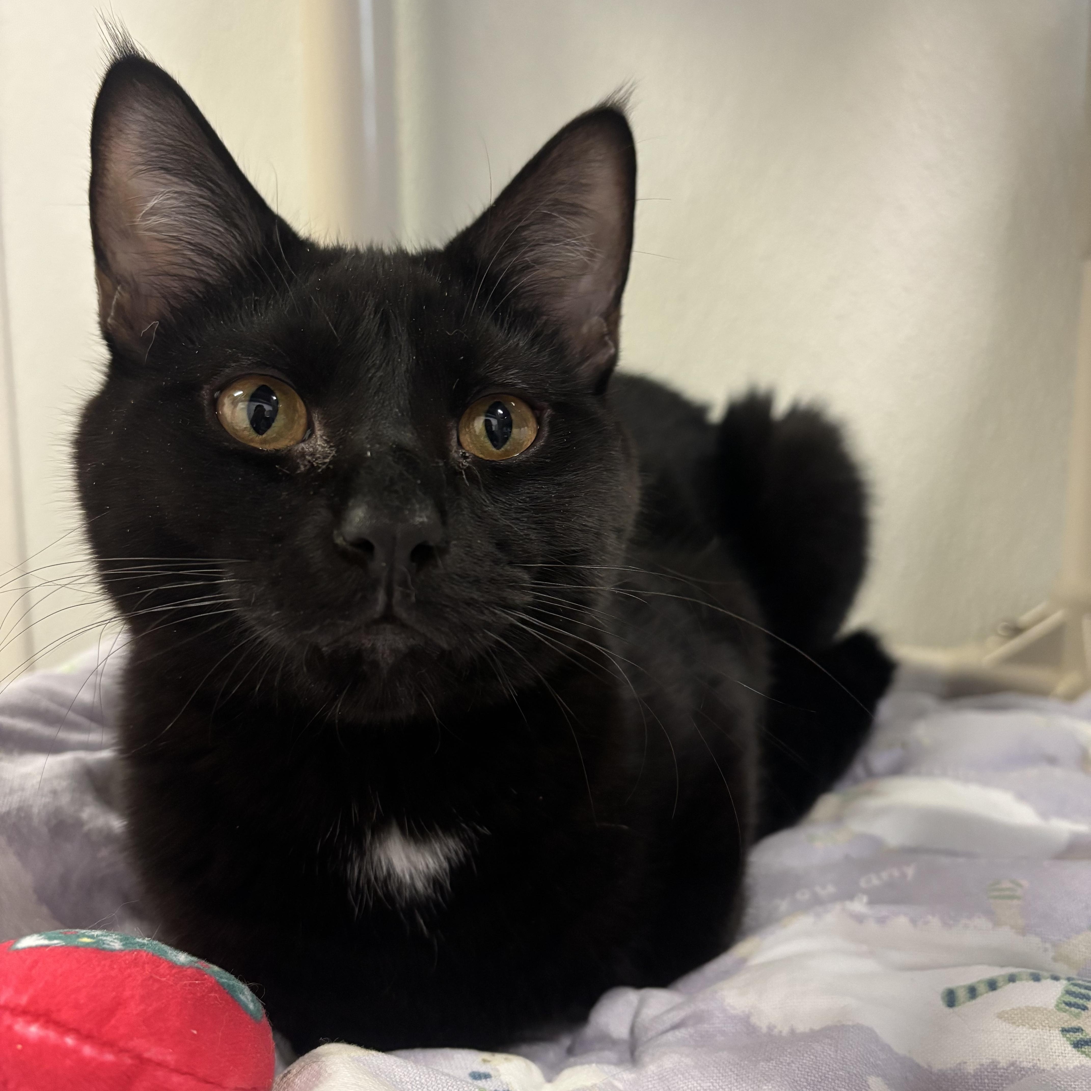 Patch, a Adoptable Domestic Short Hair in Salisbury, NC image 2/5