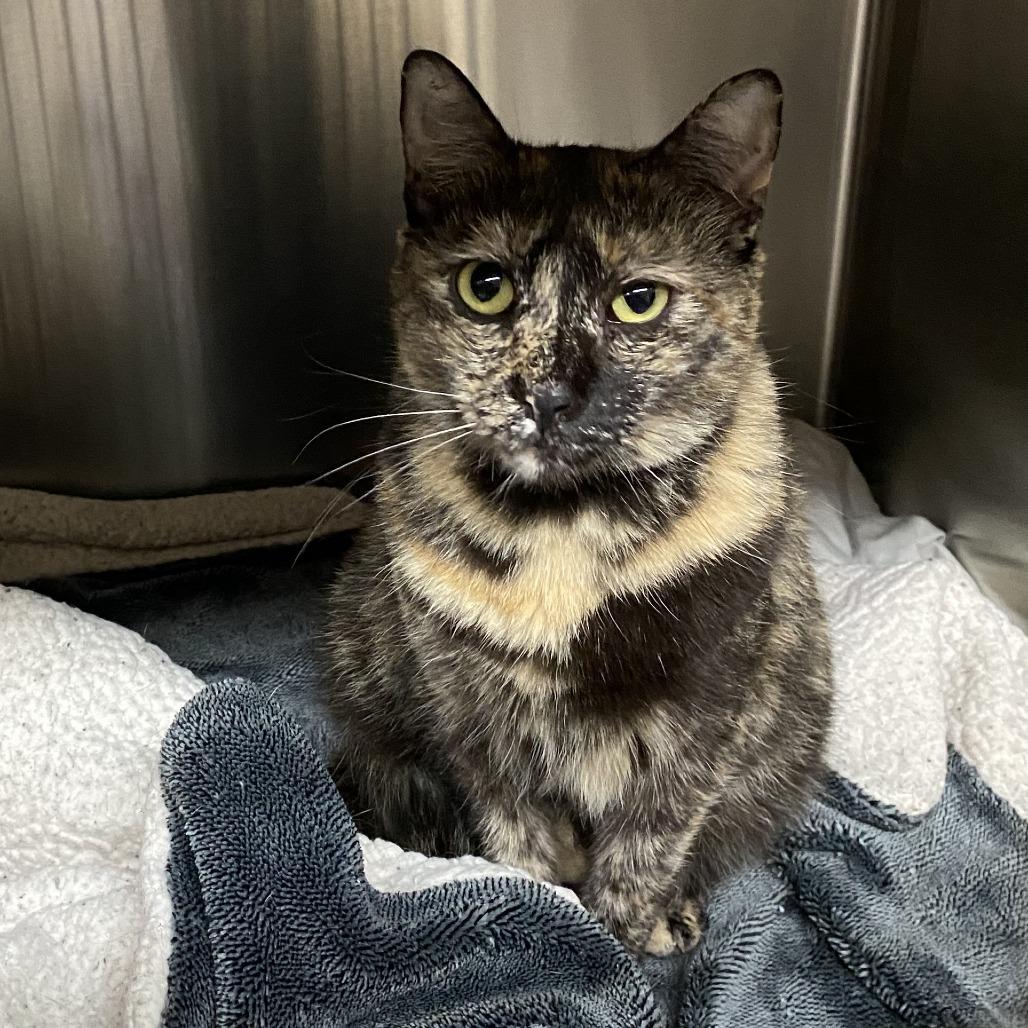 Elle — thumbnail 2