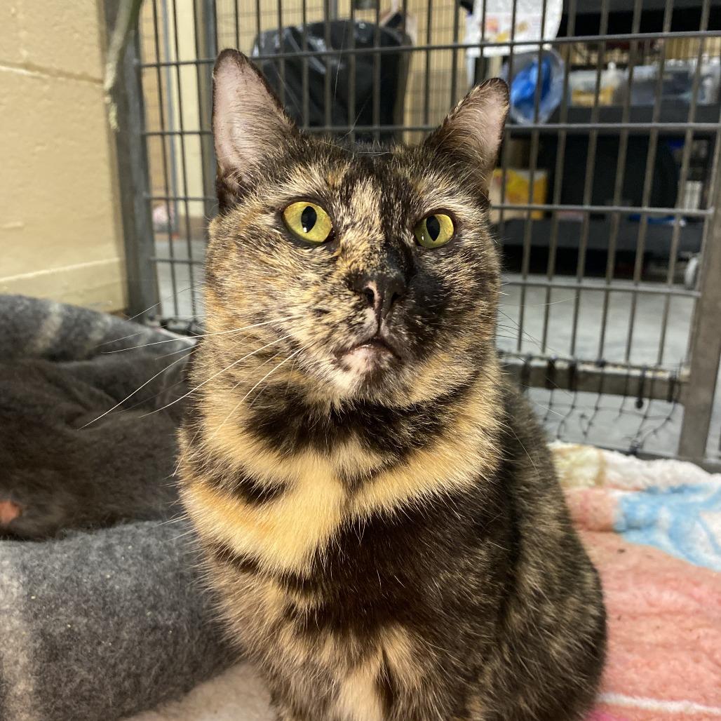 Elle — thumbnail 4