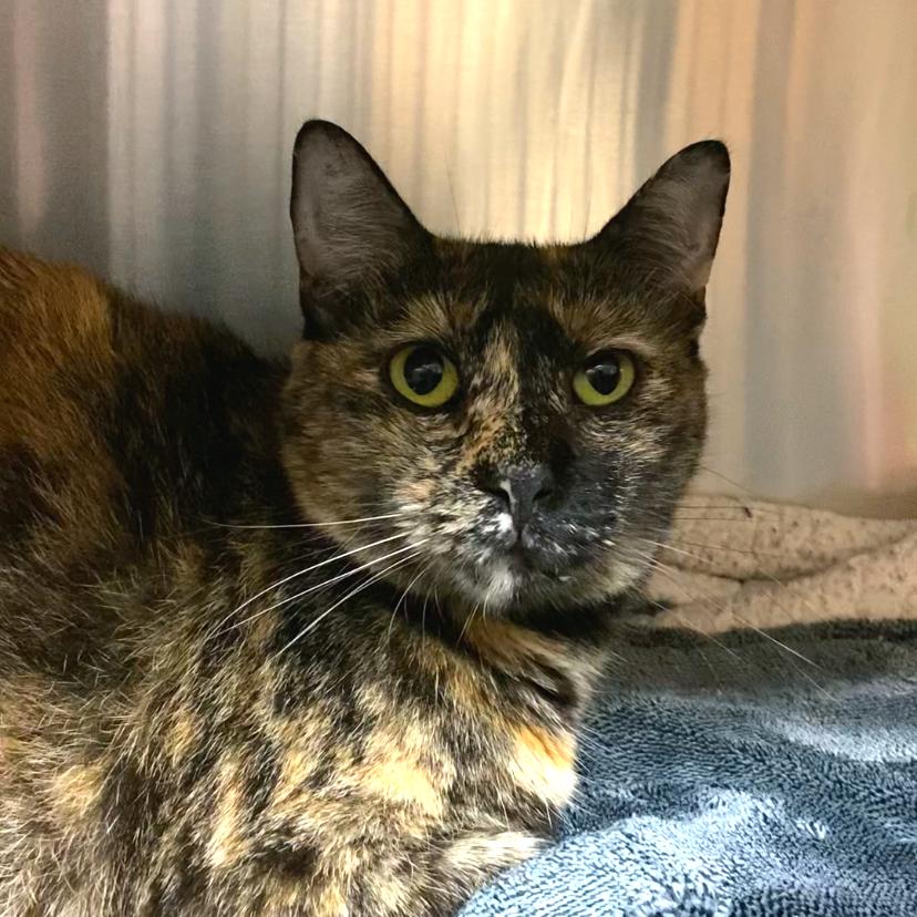 Elle — thumbnail 6