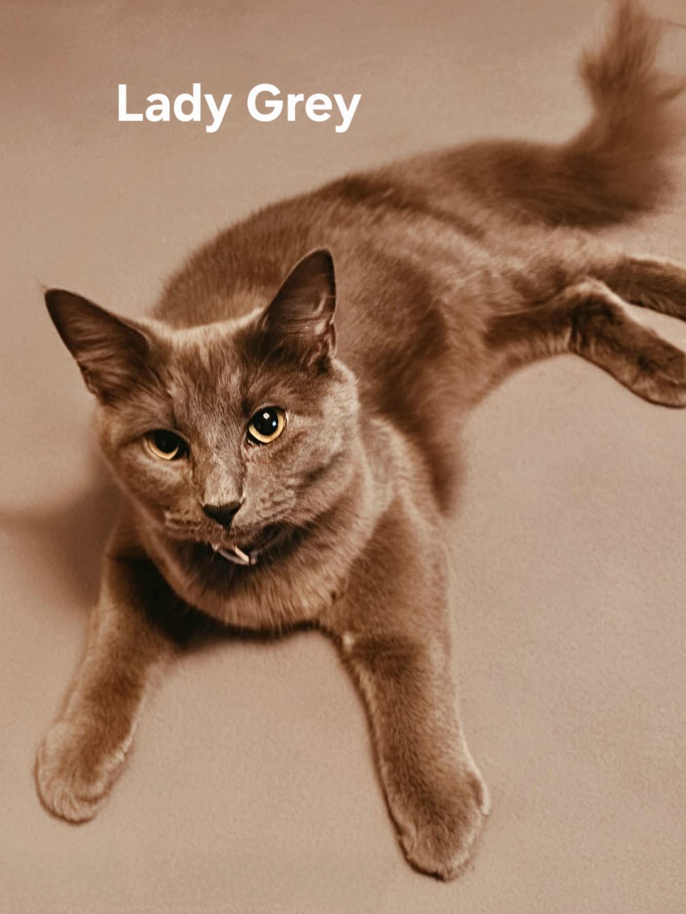 Lady Grey, adopted, Adult Female Domestic Medium Hair.