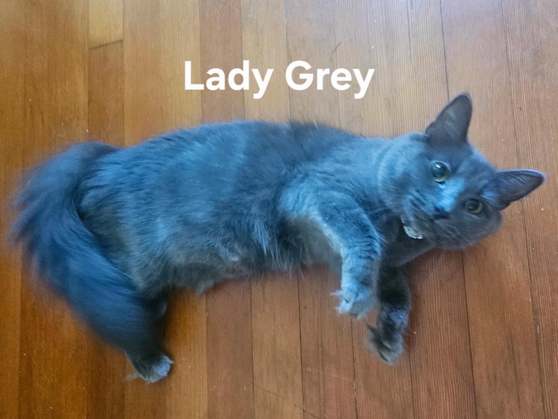 Lady Grey, an adopted Domestic Medium Hair in Chicopee, MA image 2/2