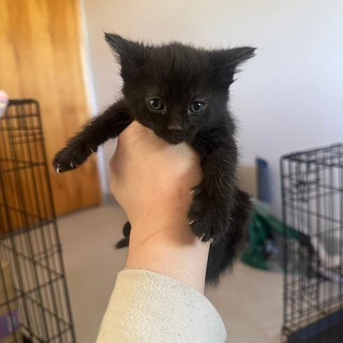 Sapphire, Adoptable, Young Female Domestic Short Hair.