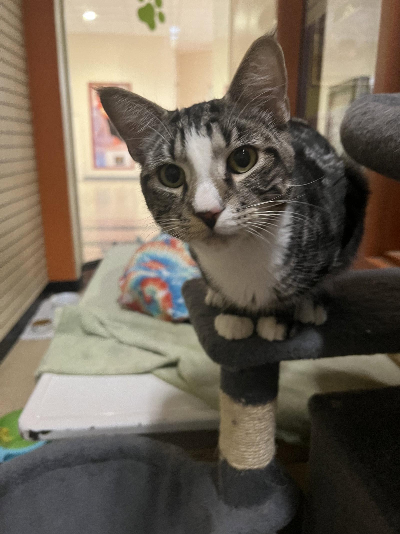 Pewter, Adoptable, Young Male Domestic Short Hair.