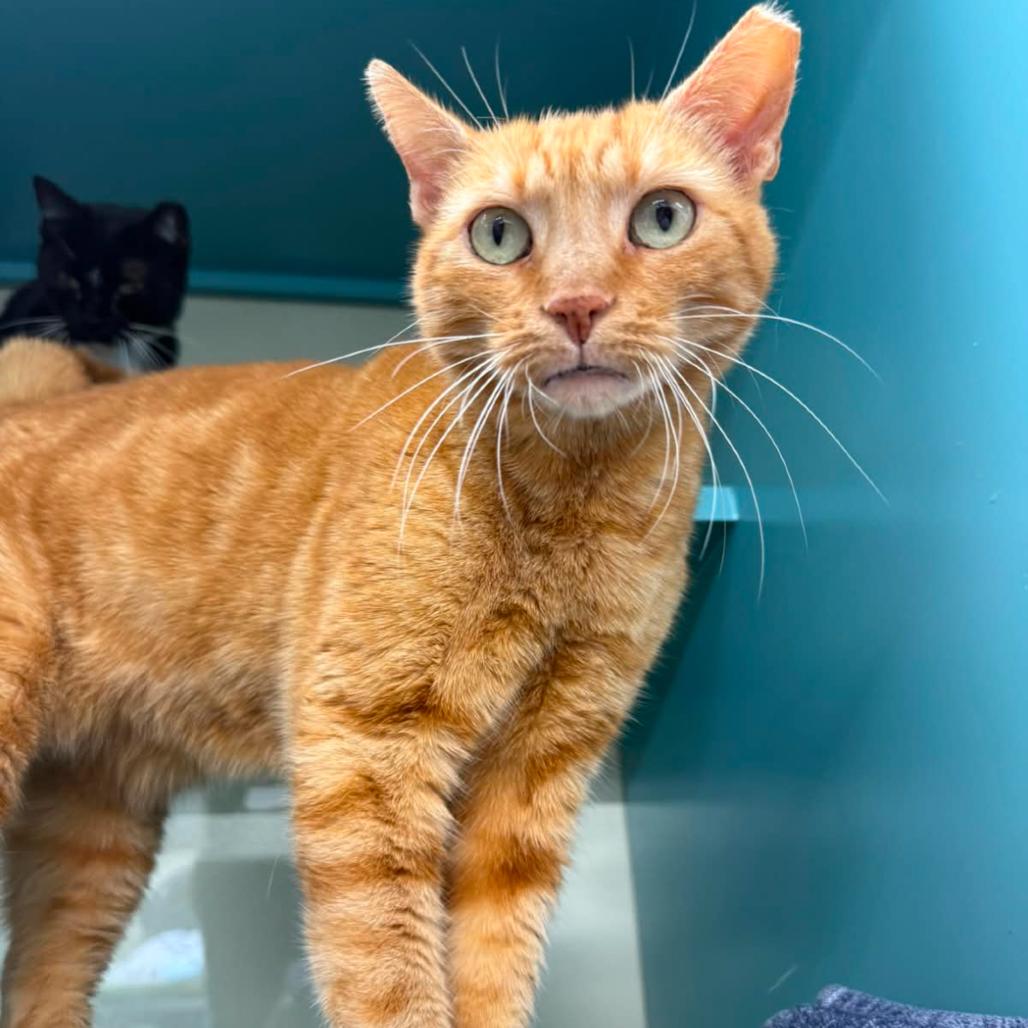 Zach, Adoptable, Adult Male Domestic Short Hair.