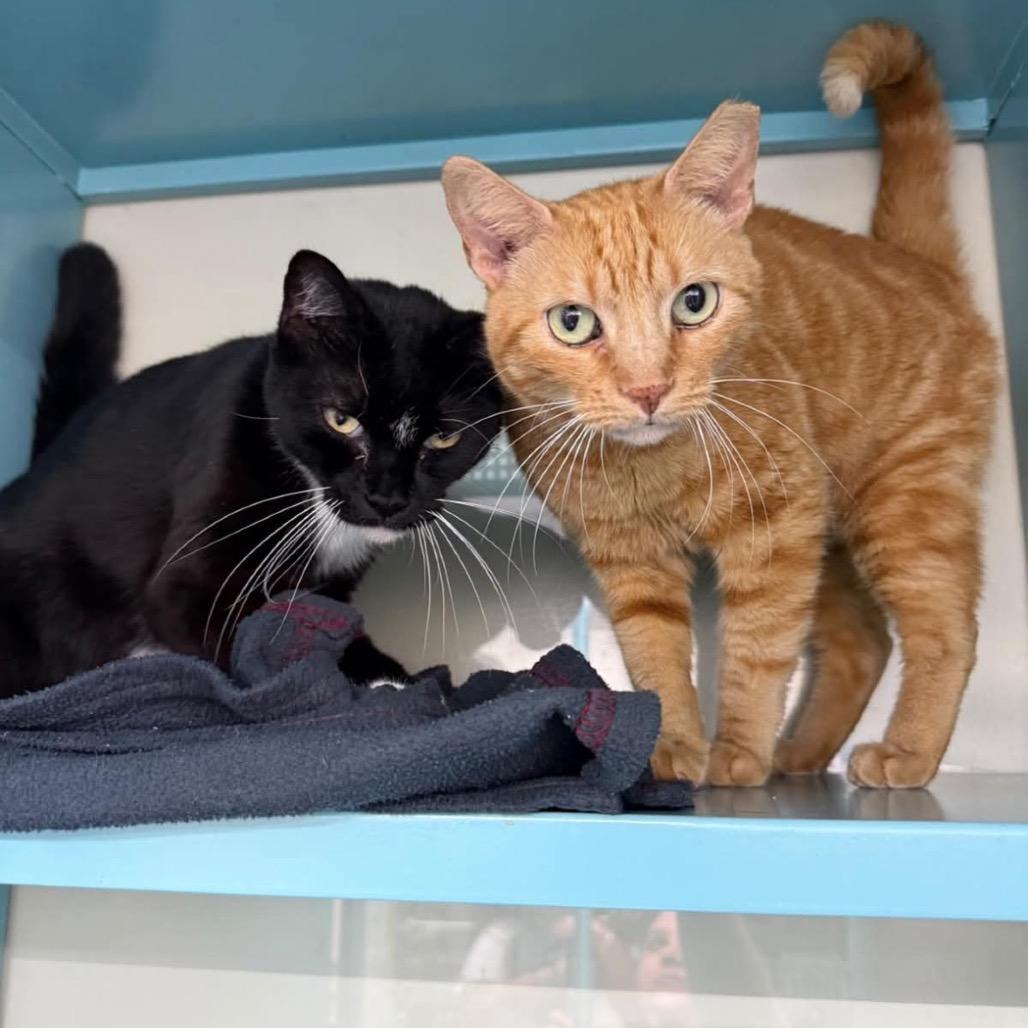Zach, a Adoptable Domestic Short Hair in Lauderhill, FL image 2/3