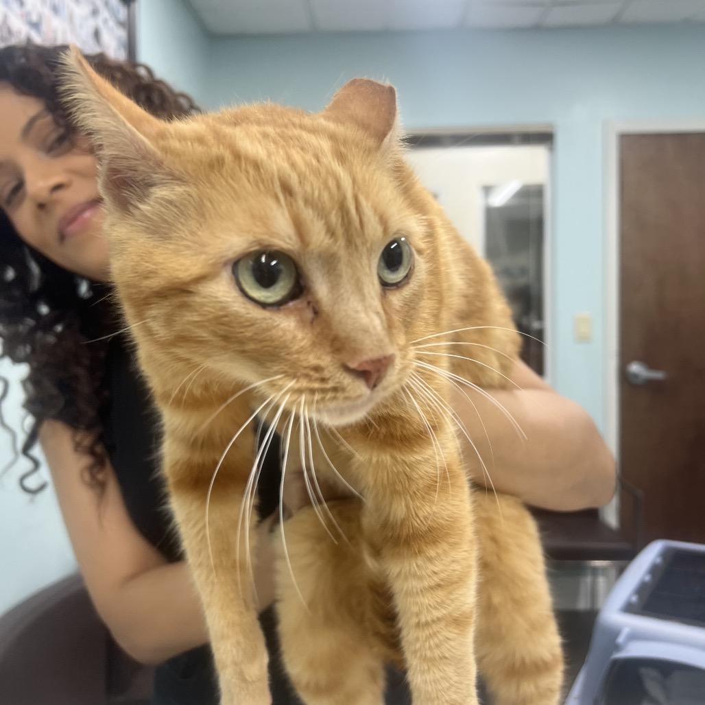 Zach, a Adoptable Domestic Short Hair in Lauderhill, FL image 3/3