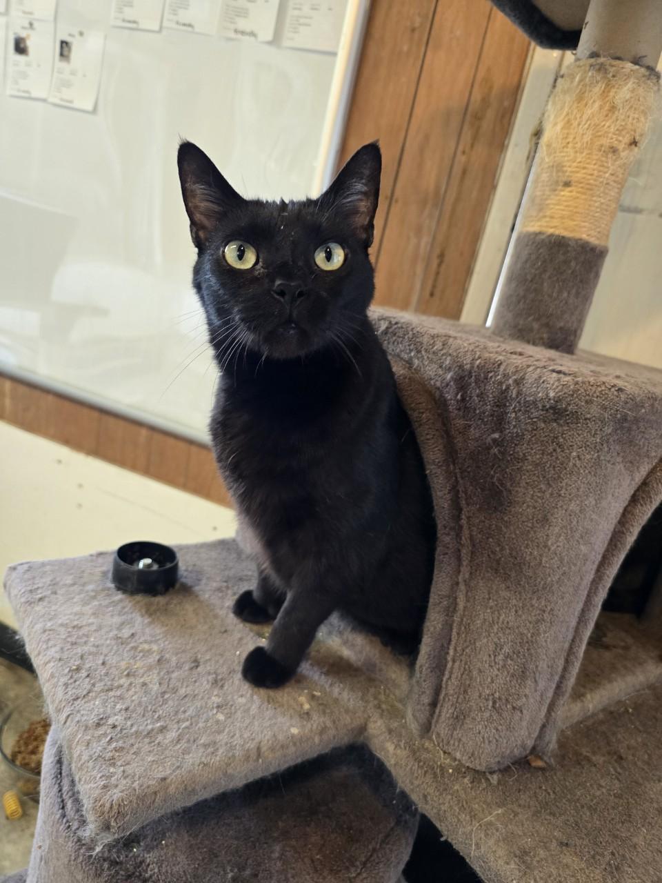 Oceana, Young Female Bombay