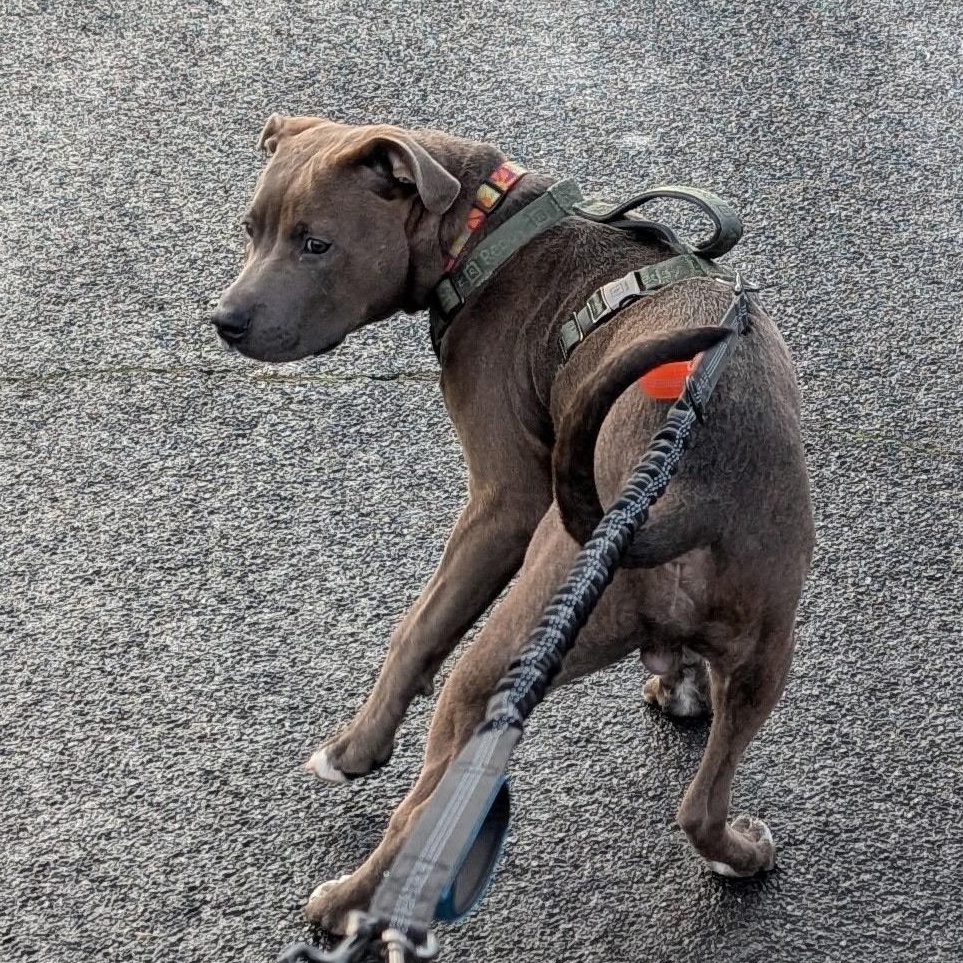 Enlarge Nemo, a ADOPTABLE mixed breed in The Dalles, OR image 4/4