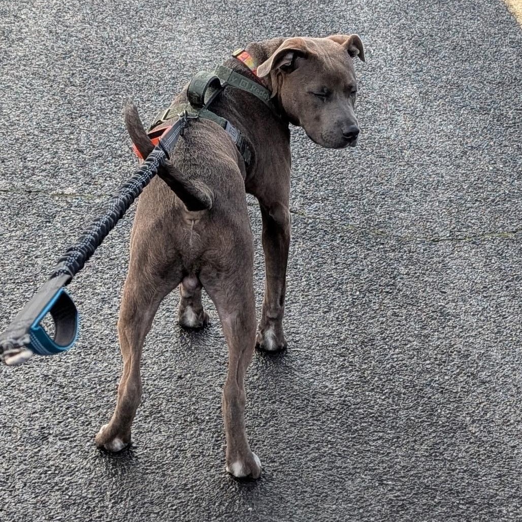 Enlarge Nemo, a ADOPTABLE mixed breed in The Dalles, OR image 2/4