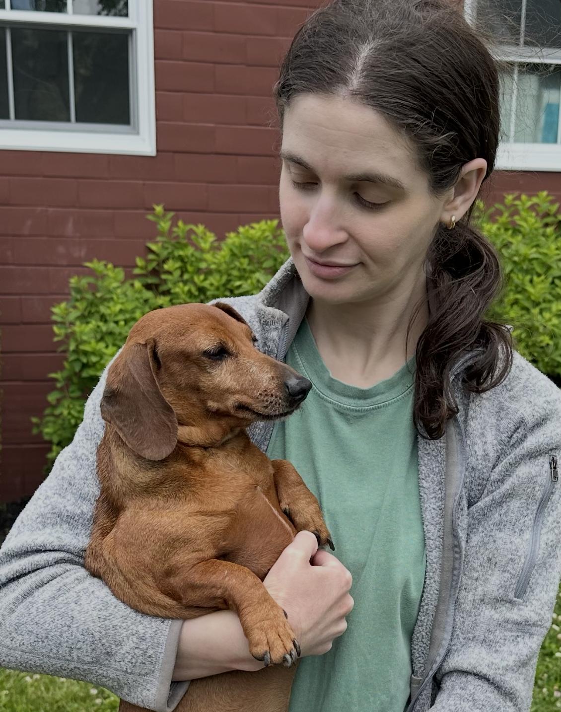 Enlarge Schnitzel, an adopted Dachshund in Chester Springs, PA image 1/1
