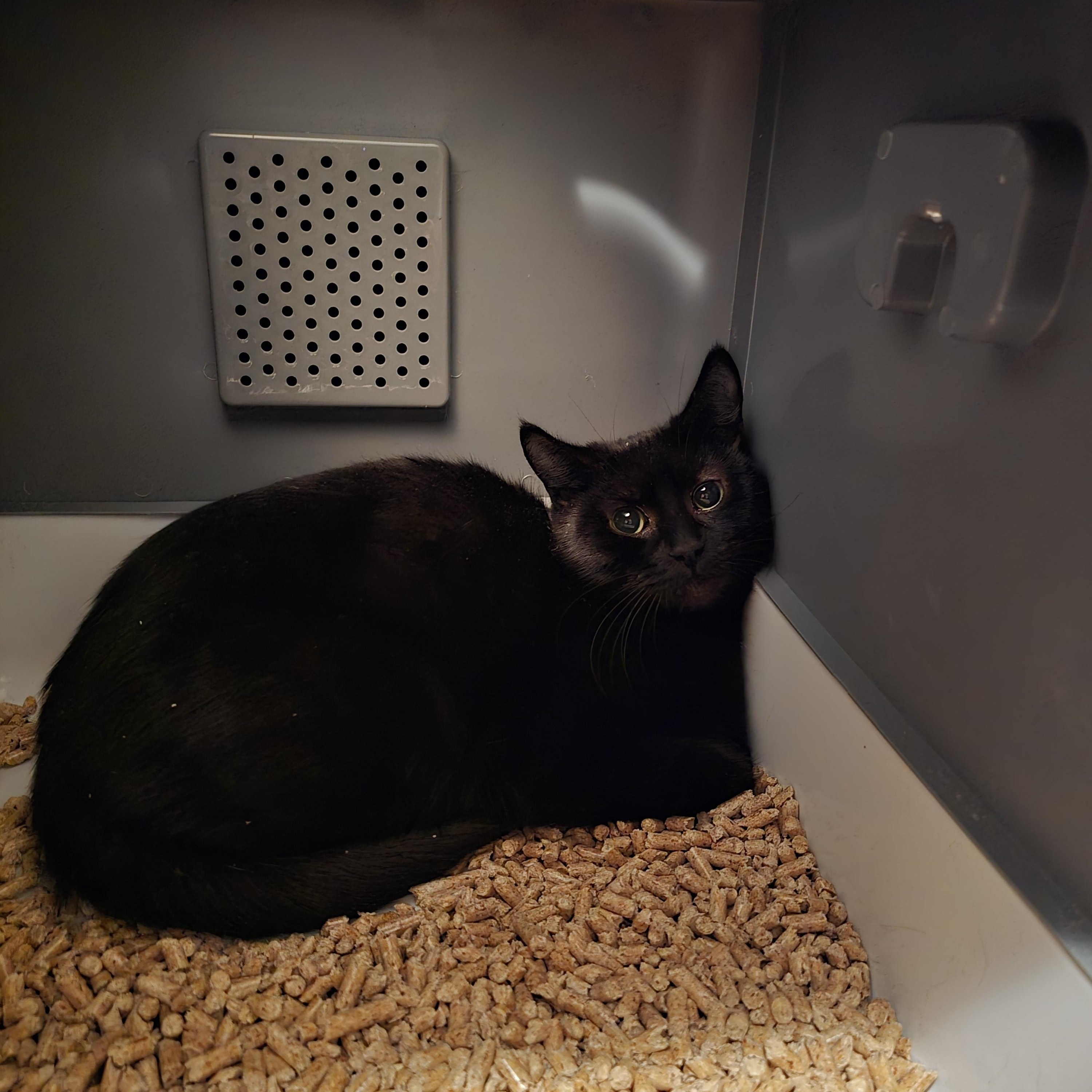 Enlarge Charc, a ADOPTABLE Domestic Short Hair in BURNABY, BC image 1/1