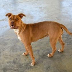 Cici, Adoptable, Young Female Pit Bull Terrier.