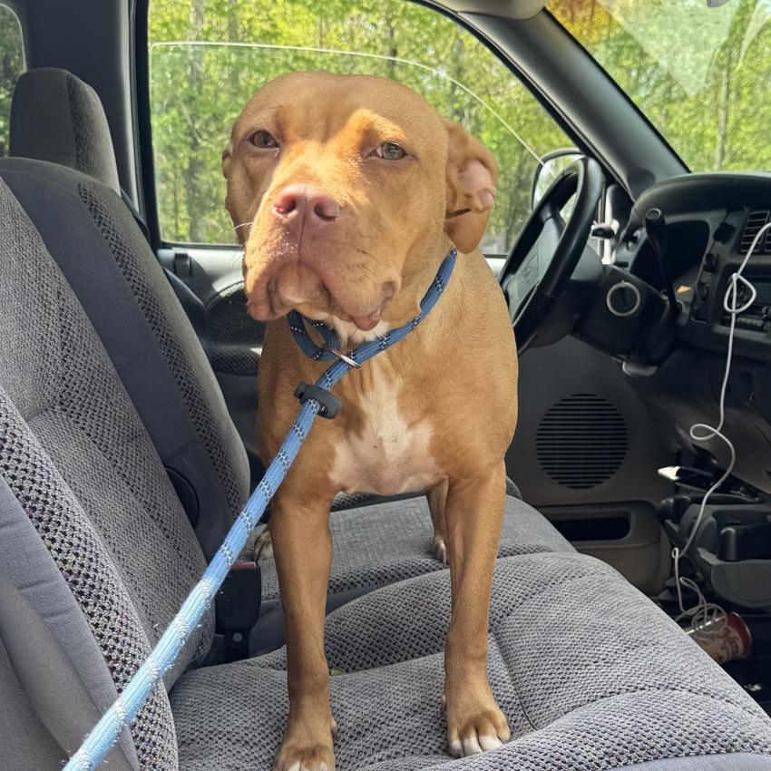 Enlarge Cici, a Adoptable Pit Bull Terrier in Columbus, NC image 2/5