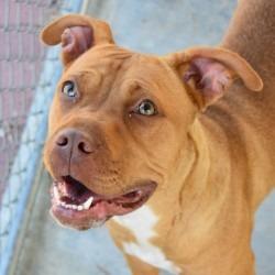 Enlarge Cici, a Adoptable Pit Bull Terrier in Columbus, NC image 3/5