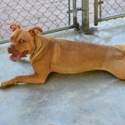 Enlarge Cici, a Adoptable Pit Bull Terrier in Columbus, NC image 4/5