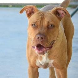 Enlarge Cici, a Adoptable Pit Bull Terrier in Columbus, NC image 5/5