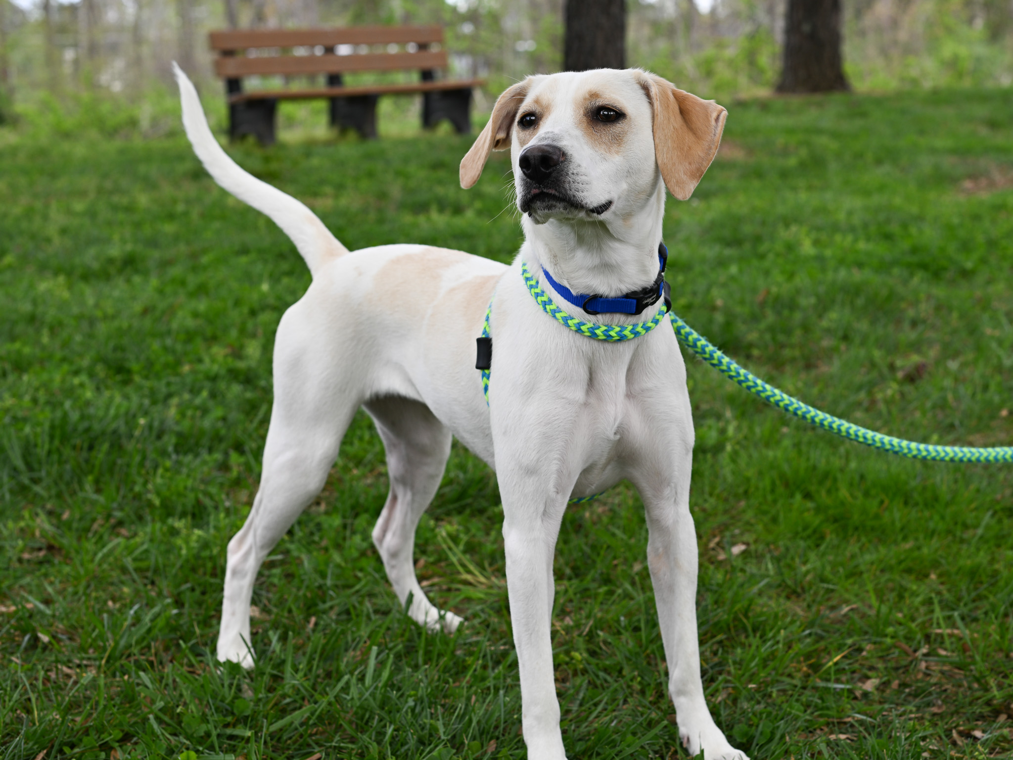 Dog for adoption Charlotte, a Hound Mix in Chapel Hill, NC Petfinder
