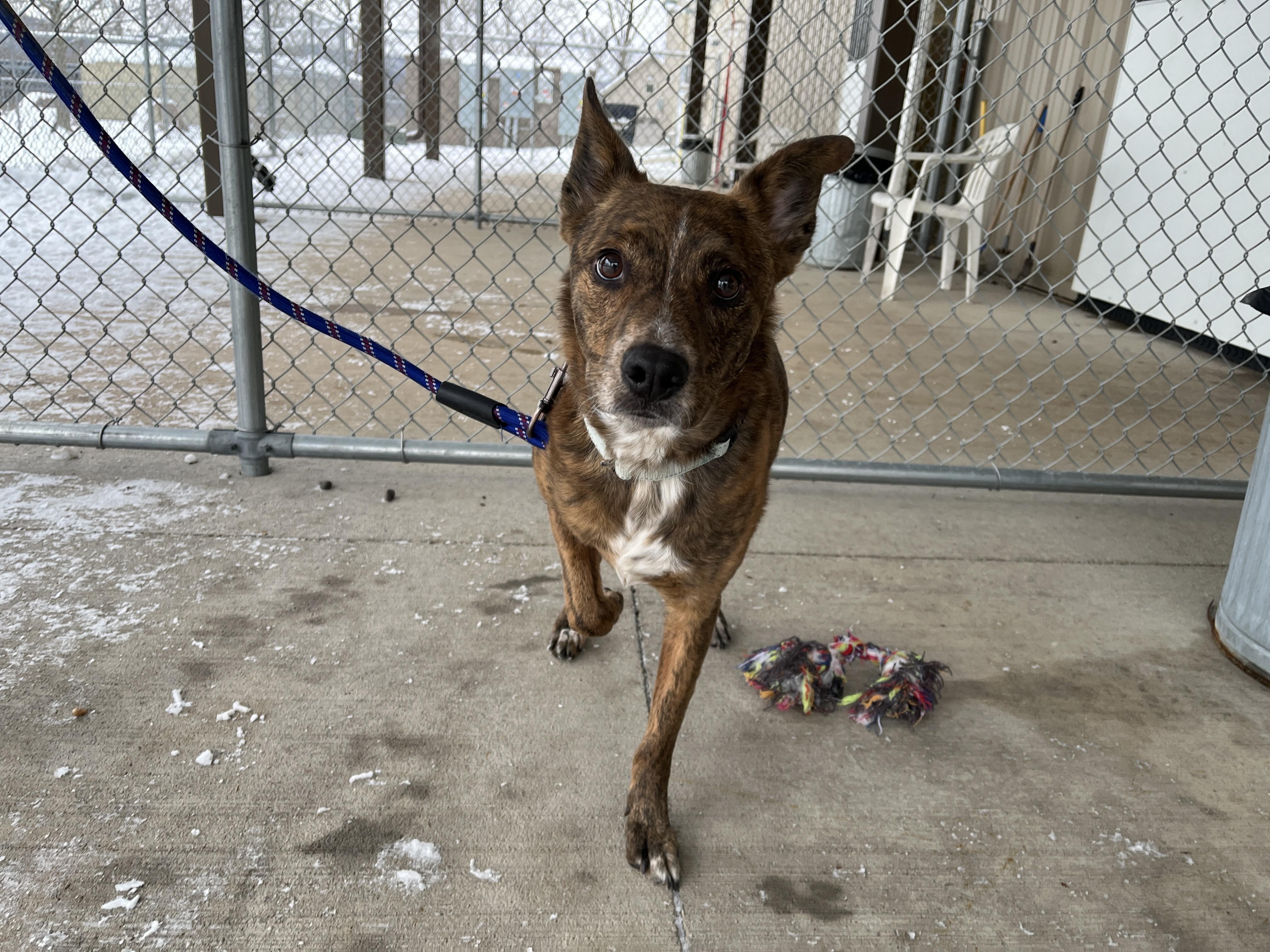 Enlarge Tigger, a Adoptable Australian Cattle Dog / Blue Heeler in Onalaska, WI image 2/5
