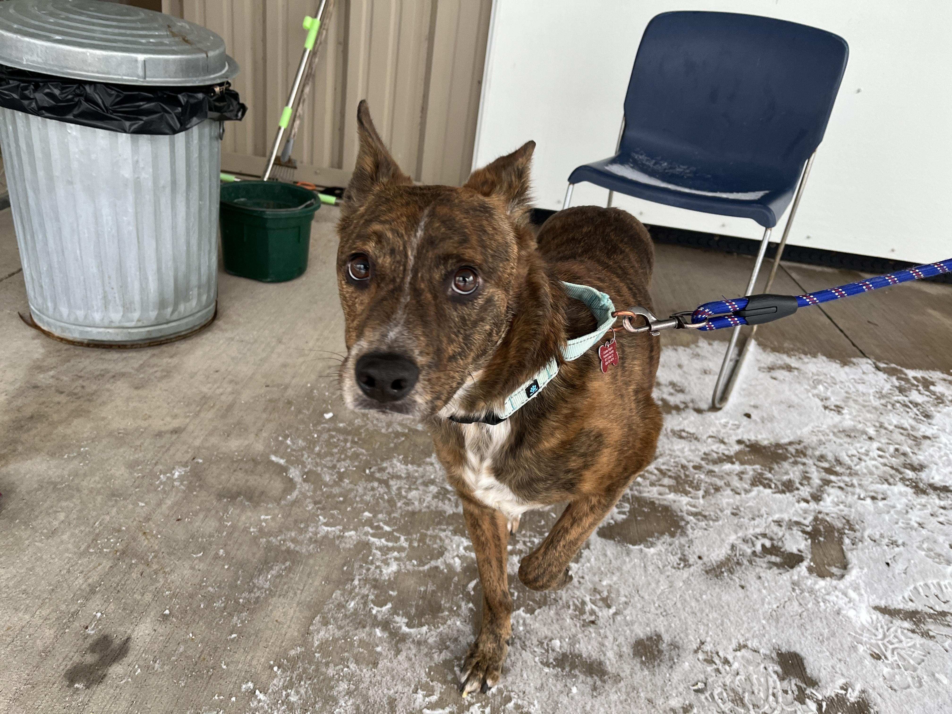 Enlarge Tigger, a Adoptable Australian Cattle Dog / Blue Heeler in Onalaska, WI image 3/5