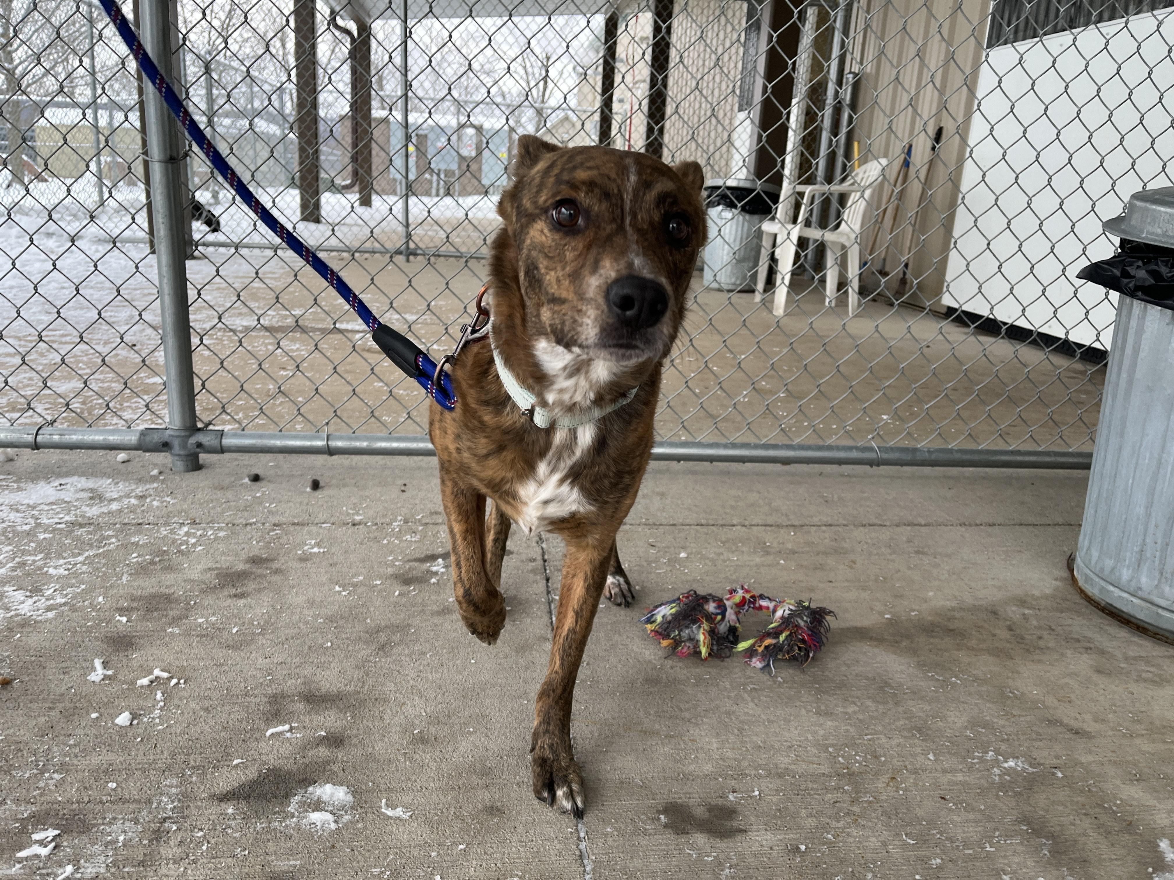 Enlarge Tigger, a Adoptable Australian Cattle Dog / Blue Heeler in Onalaska, WI image 4/5