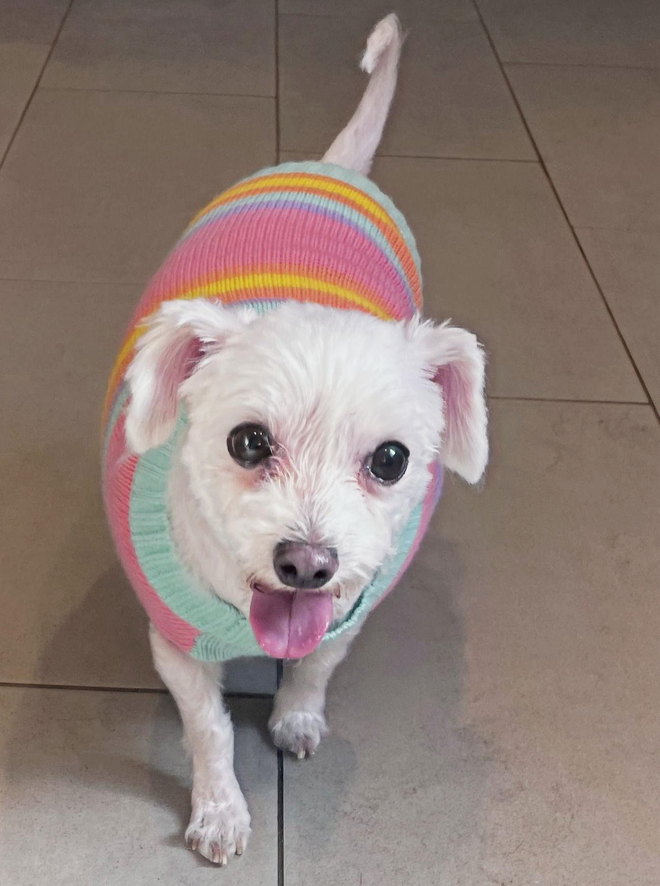 Baby Girl & Jeter- BONDER PAIR, a Adoptable Bichon Frise in Chester, NJ image 1/3