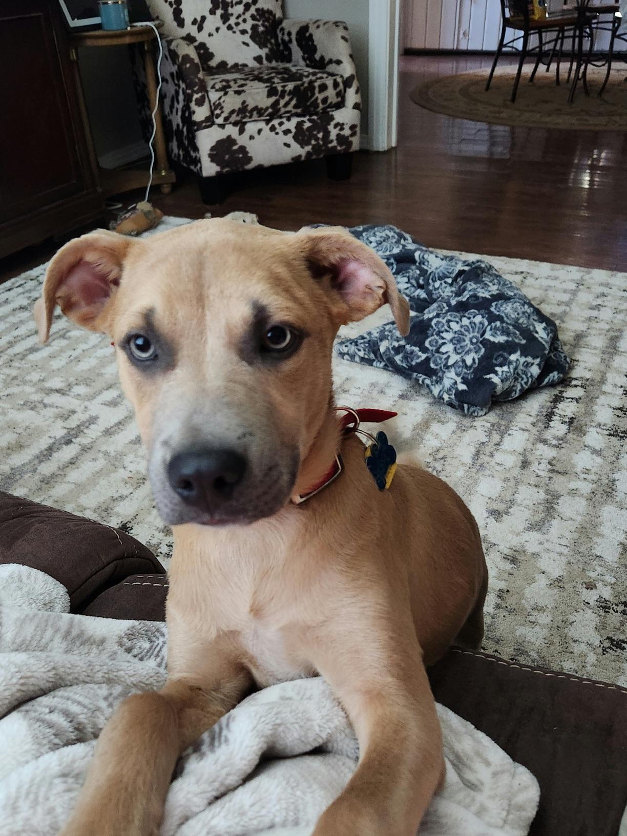 Donnelly, a Adoptable mixed breed in Fort Worth, TX image 1/3