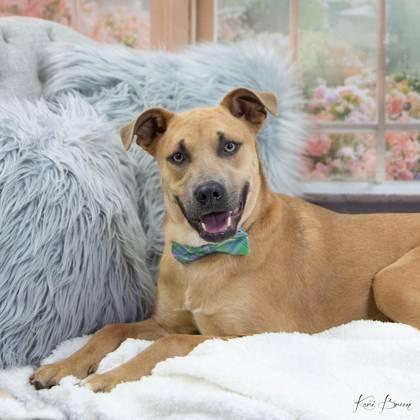 Donnelly, a Adoptable mixed breed in Fort Worth, TX image 2/3