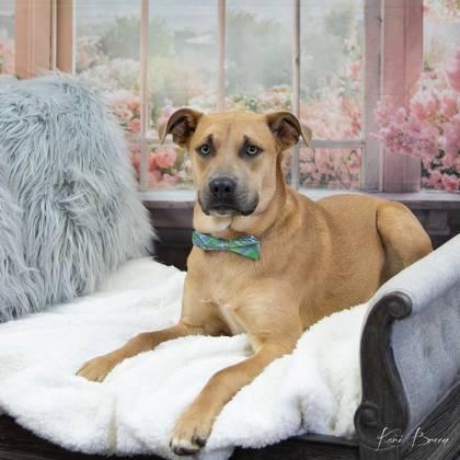 Donnelly, a Adoptable mixed breed in Fort Worth, TX image 3/3