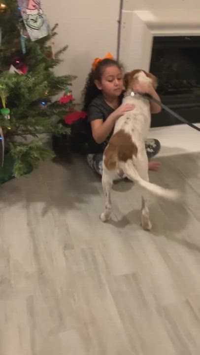 Enlarge Kole, a Adopted mixed breed in Houston, TX video 1/6