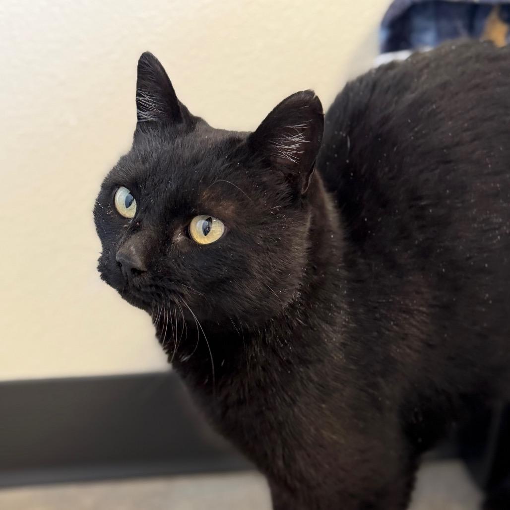 Enlarge Brittany, a Adoptable American Shorthair in Cody, WY image 1/1