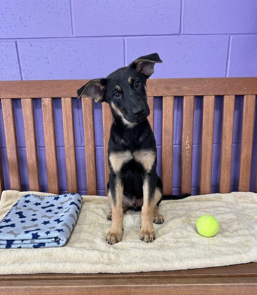 **FIREFLY**, a Adoptable Shepherd in North Prairie, WI image 1/2