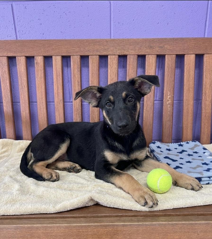 **FIREFLY**, a Adoptable Shepherd in North Prairie, WI image 2/2