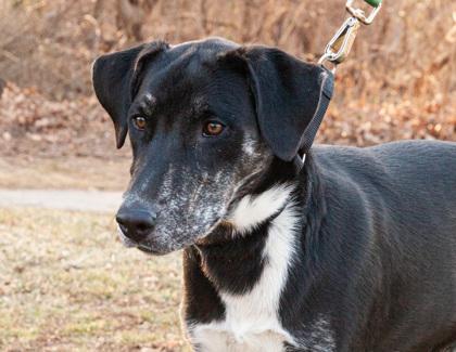 Chandler — thumbnail 2