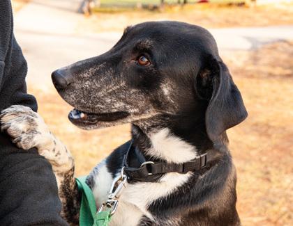 Chandler — thumbnail 3